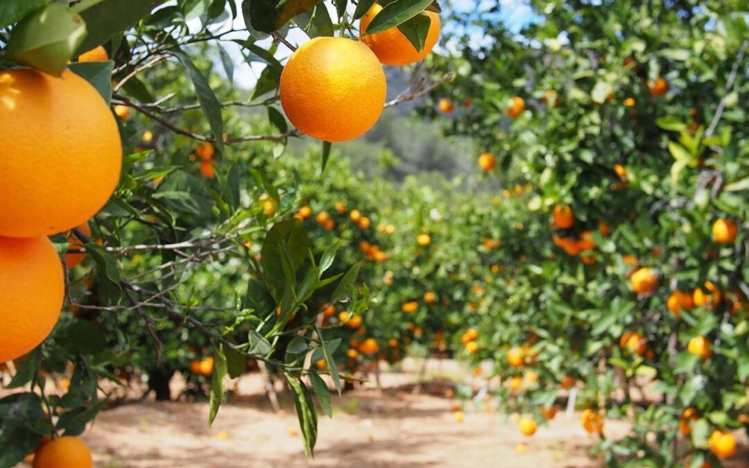 Preserving review rights in corporate visa refusals: Lessons from Sitrusrand Boerdery v Minister of Employment and Labour