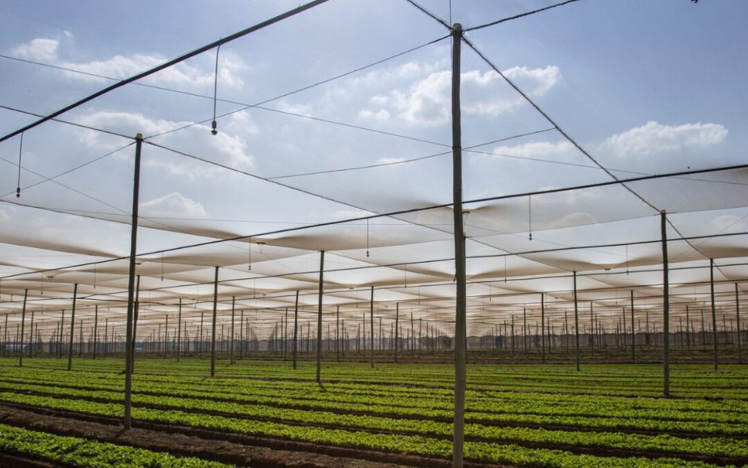 Strike three: When common purpose misses the mark